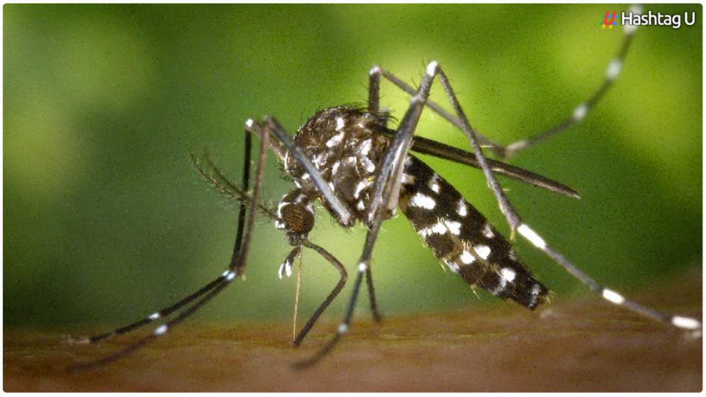 Dengue Cases Increase Due To Rainy Season In Malaysia