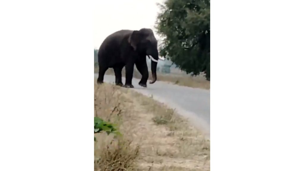 Telangana Elephant