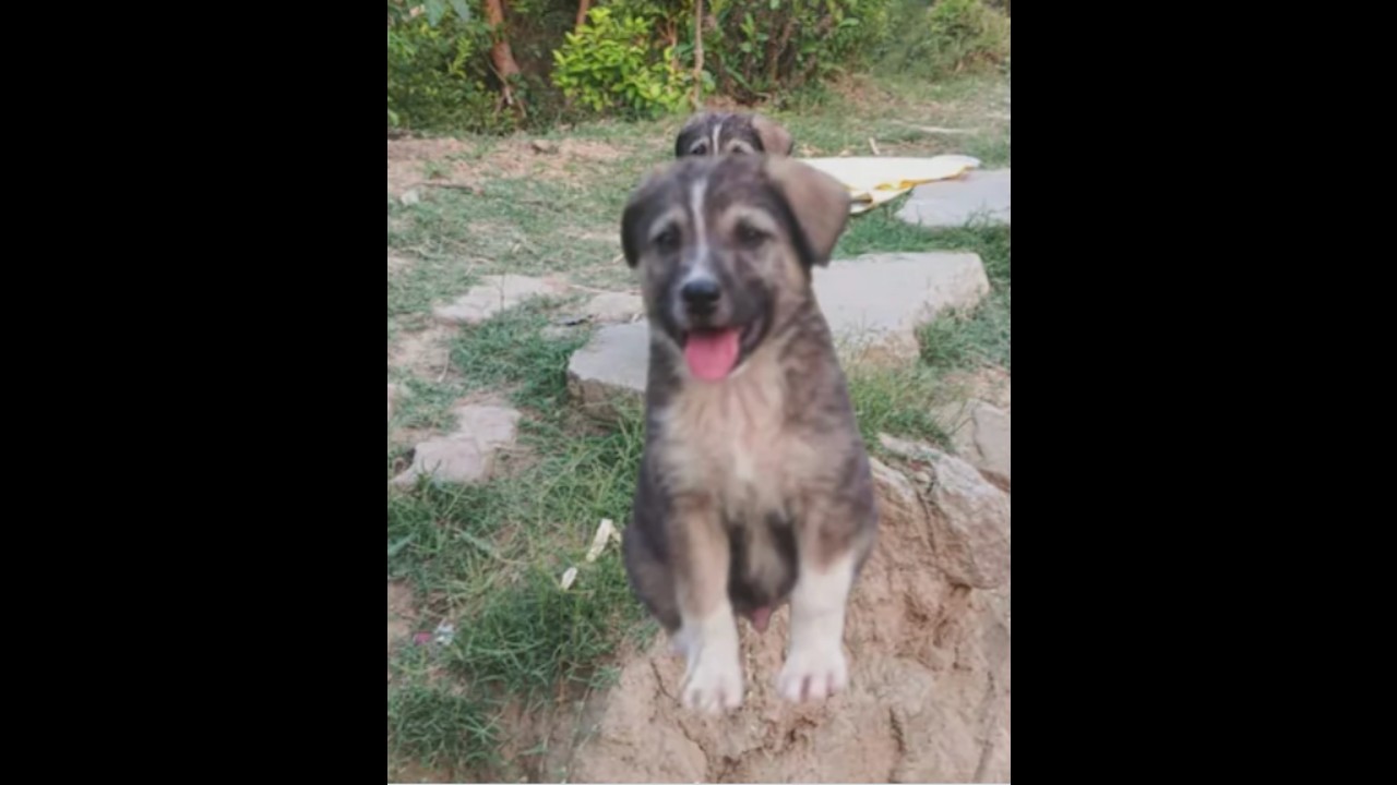 हिमाचल प्रदेश के मंडी में कुत्ते की भौंक ने 67 जानें बचाईं, मानसून ने गांव को नष्ट किया