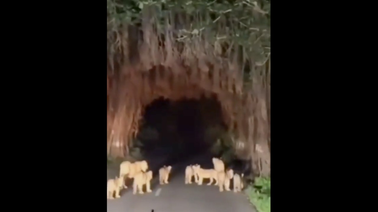 गिर सोमनाथ में हाईवे पर पहुंचे दो शेरनियों के साथ 8 शावक, वाहनों की आवाजाही रुकी
