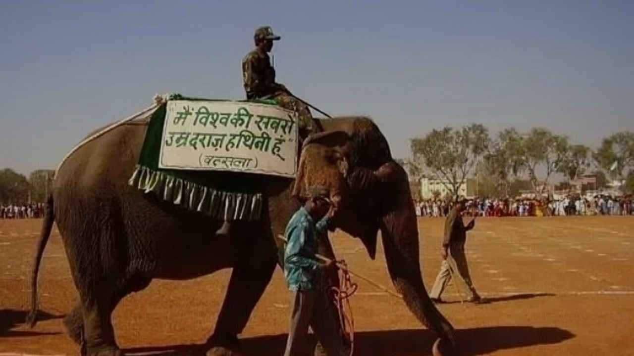 Elephant Death: अलविदा वत्सला! पन्ना टाइगर रिजर्व में देश की सबसे बुजुर्ग हथिनी की मृत्यु, ऐसा था उसका जीवन